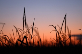 日暮黄昏玉米地玉米秆剪影图片